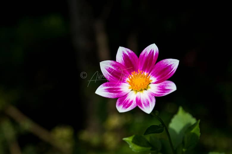 Alone Beauty
